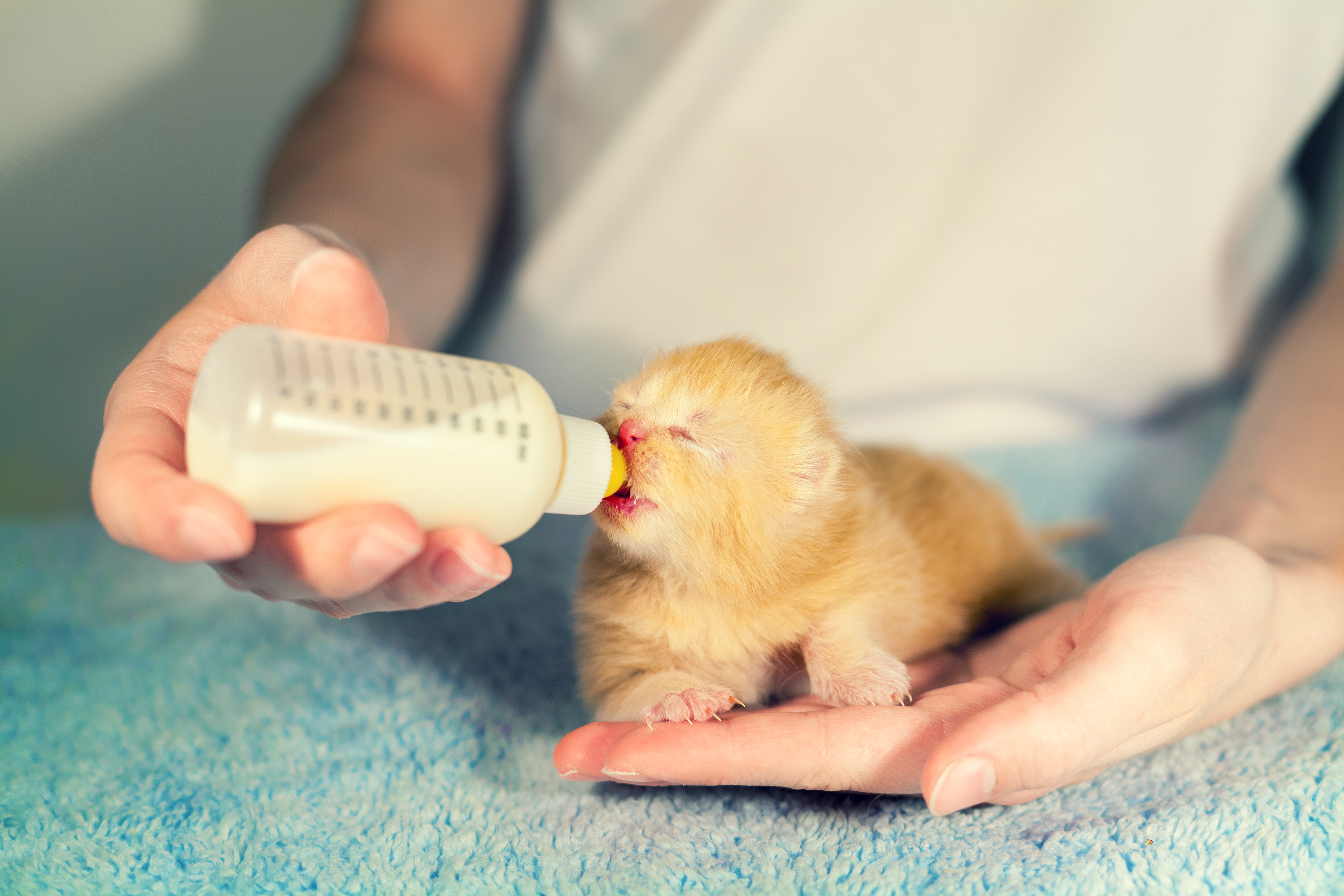 Kitten Bottle Baby Program Houston Pets Alive 