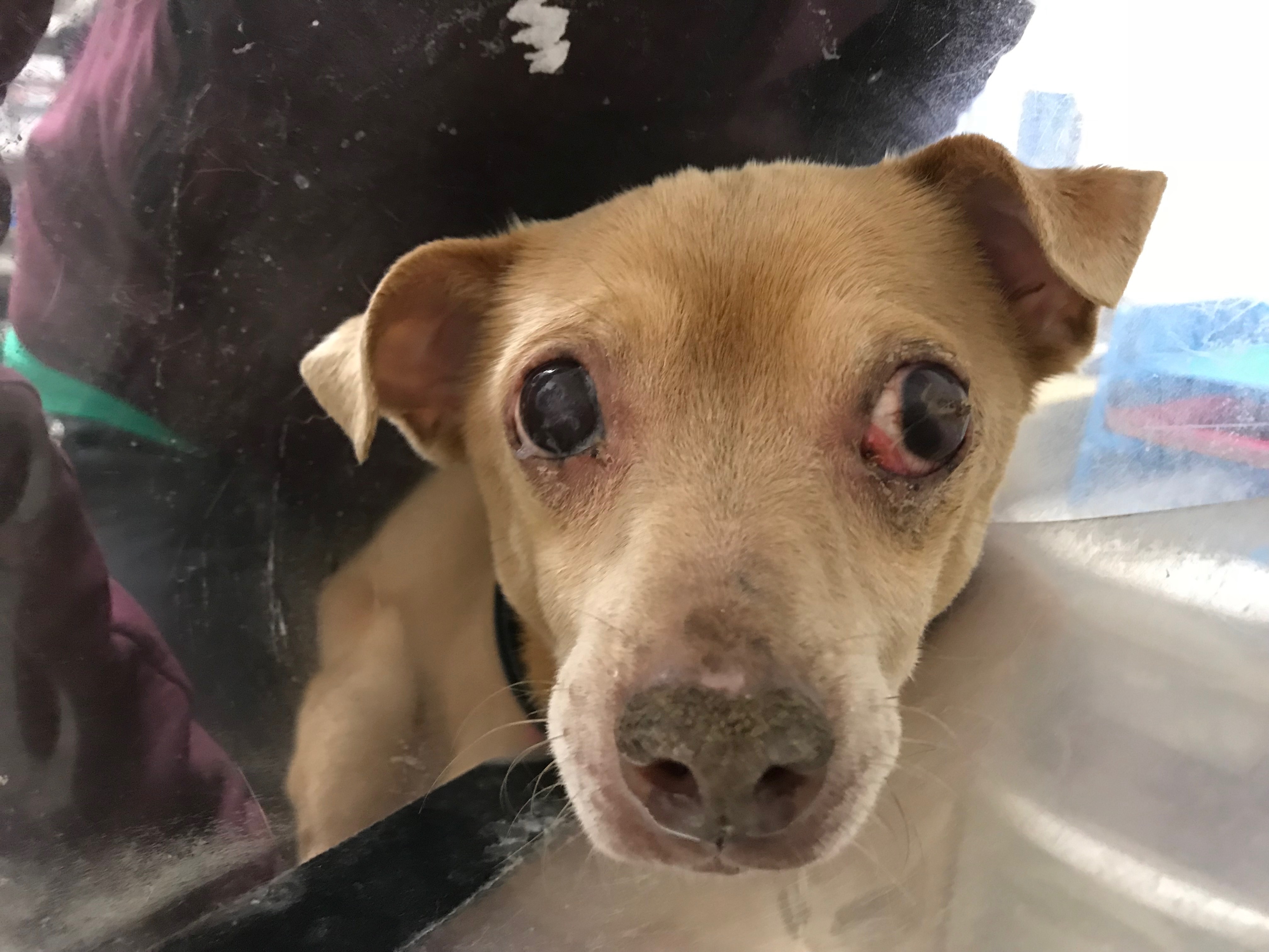 Help Binky See Again! - Houston Pets Alive!