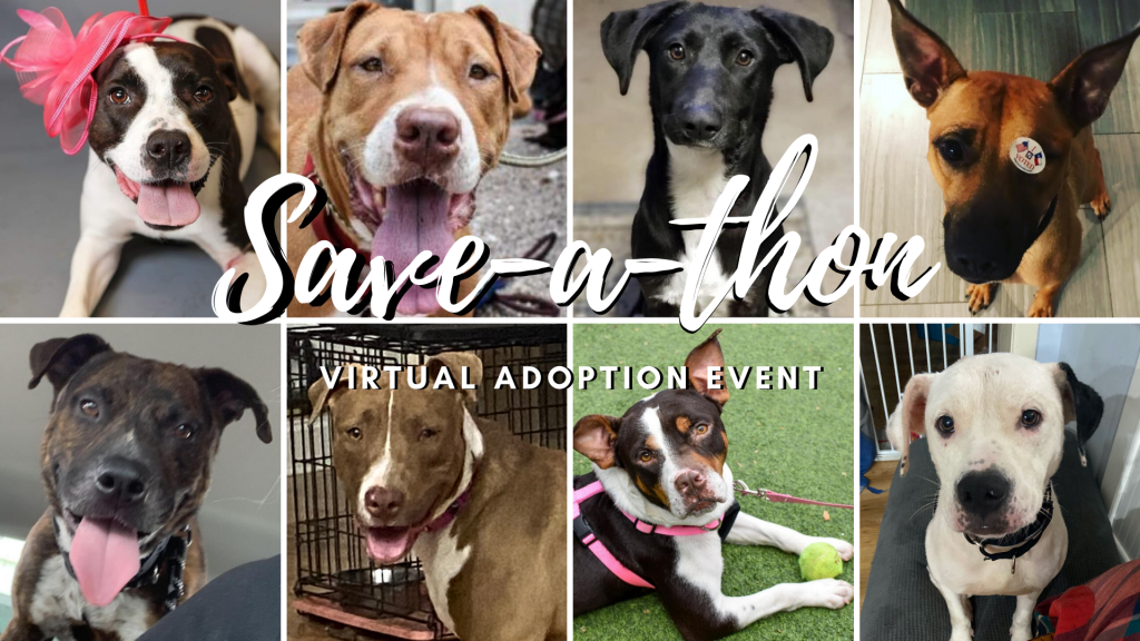 Save-a-thon Virtual Adoption Event - Houston Pets Alive!