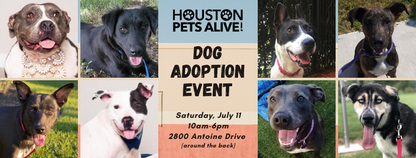 Dog Adoption Event - Houston Pets Alive!Houston Pets Alive!