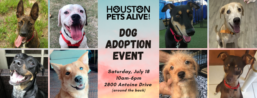 Dog Adoption Event - Houston Pets Alive!Houston Pets Alive!